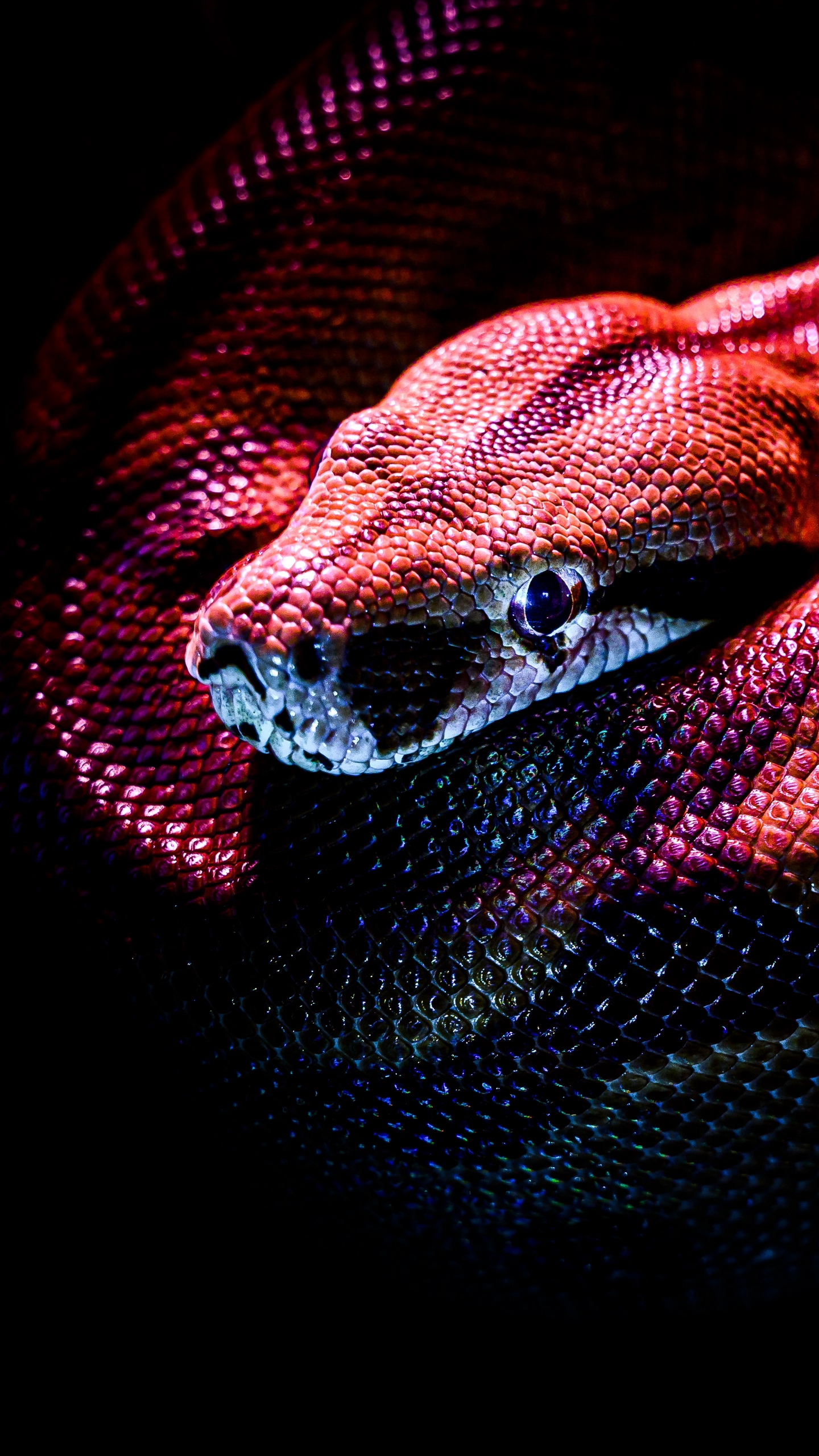 Wallpaper Snake, Reptile, Red, Dark, Scales - Змея Обои На Айфон - HD Wallpaper 