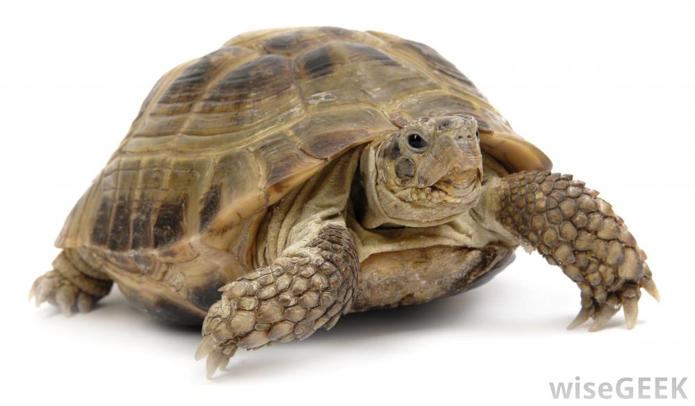Pet Turtle Png - HD Wallpaper 