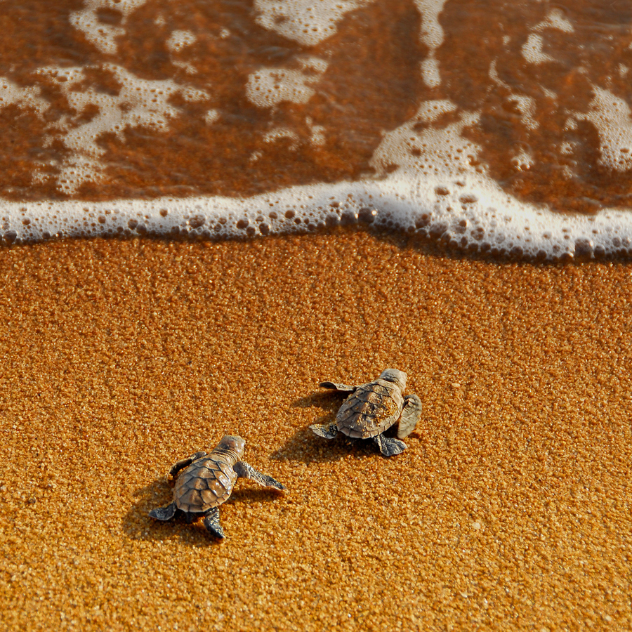 Turtle, Beach, And Sea Image - Cute Baby Turtle Background - HD Wallpaper 