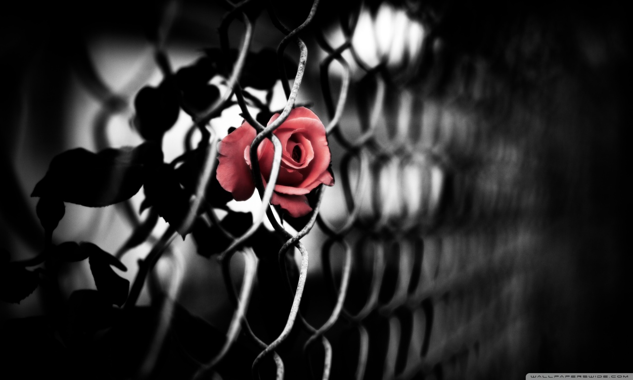 Dejes El Amor Poe Un Capricho - HD Wallpaper 