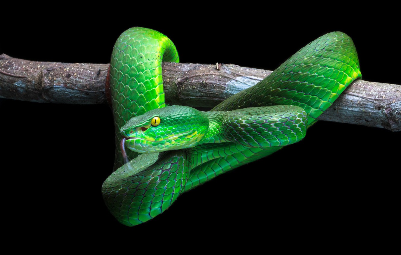Photo Wallpaper Green, Snake, Wood - Snake - HD Wallpaper 