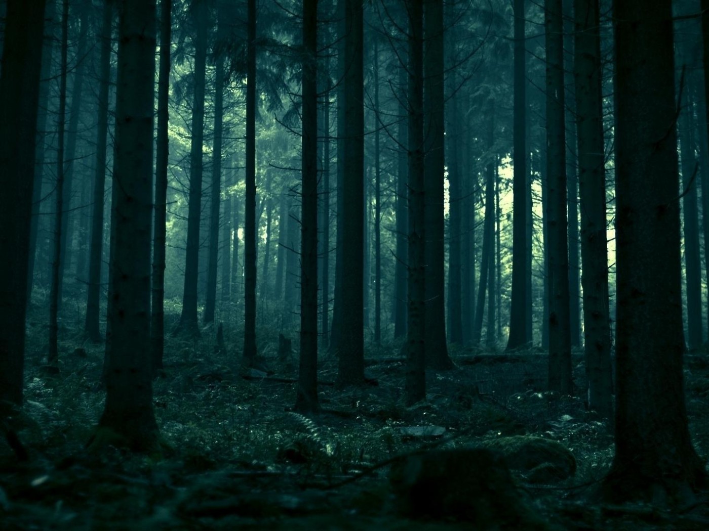 Forest Twenty One Pilots - HD Wallpaper 