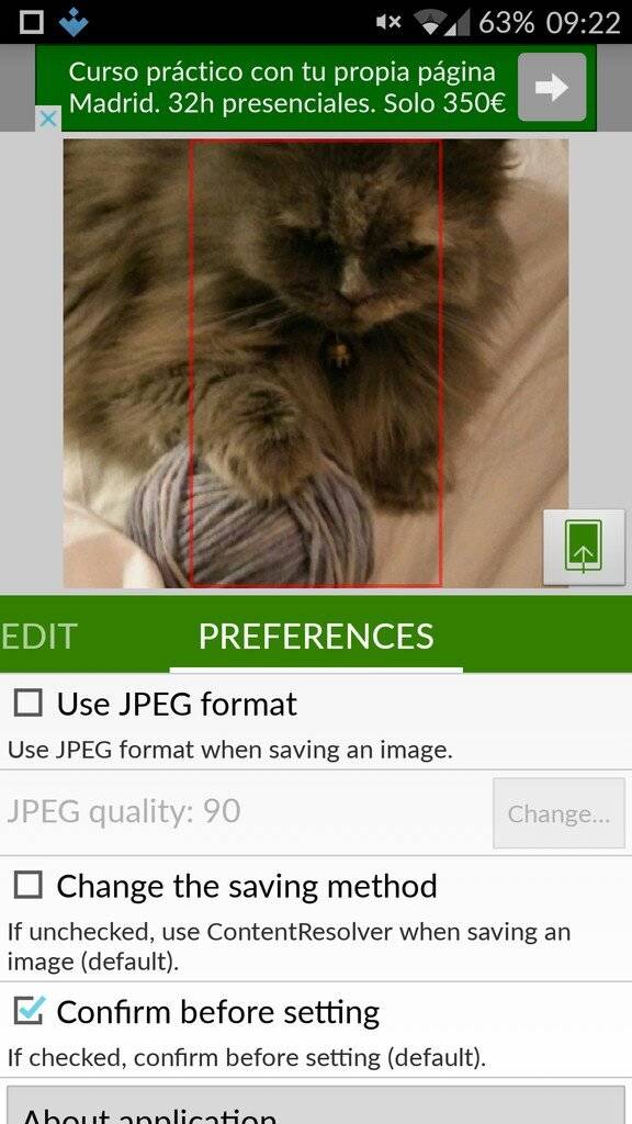 Kitten - HD Wallpaper 