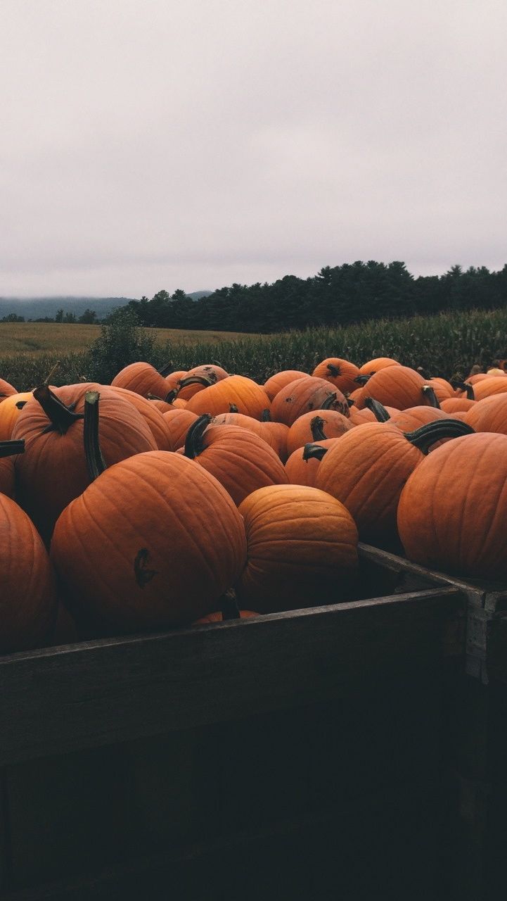 Fall Pumpkin Wallpaper Iphone - HD Wallpaper 