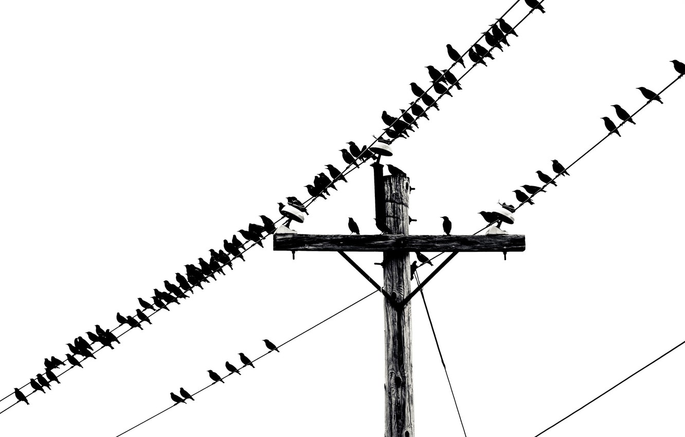 Photo Wallpaper Music, Birds, Telephone, Wires, Sheet - Transmission Tower - HD Wallpaper 