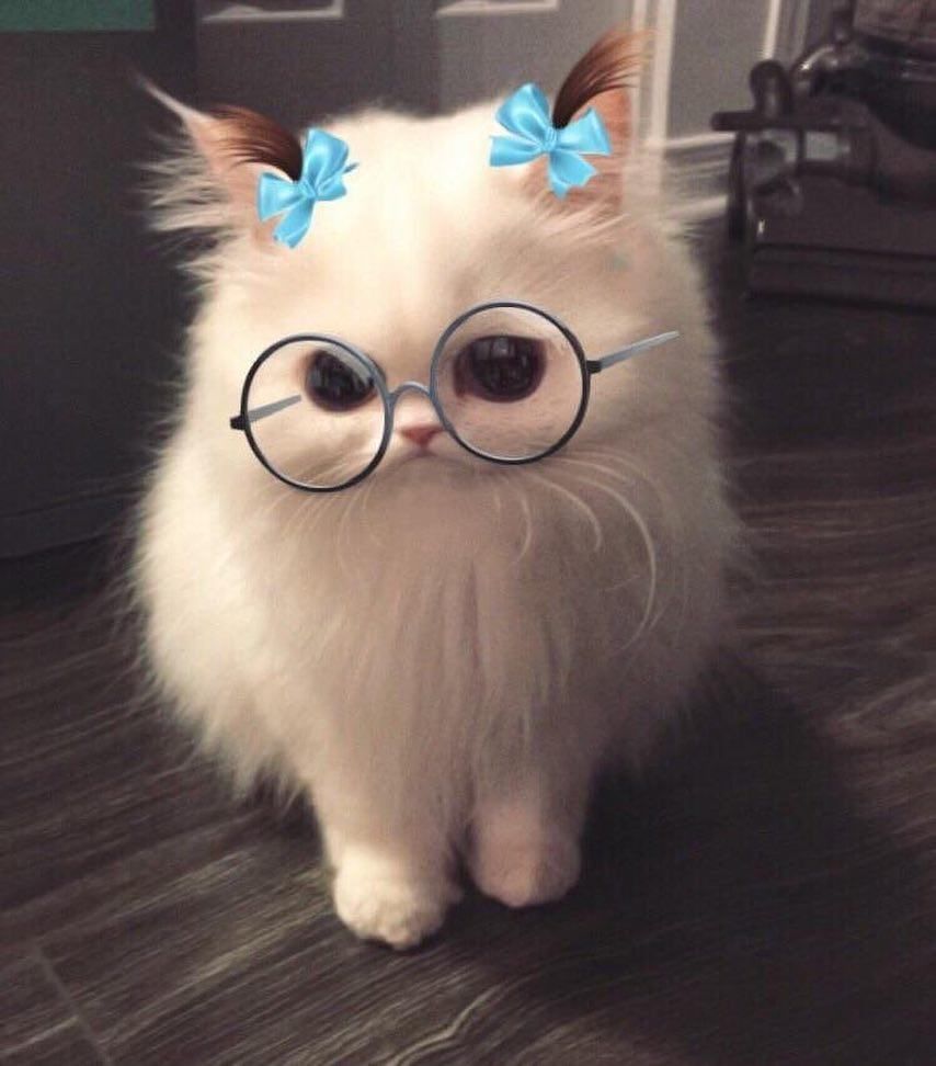 Cat With Snapchat Filter - HD Wallpaper 