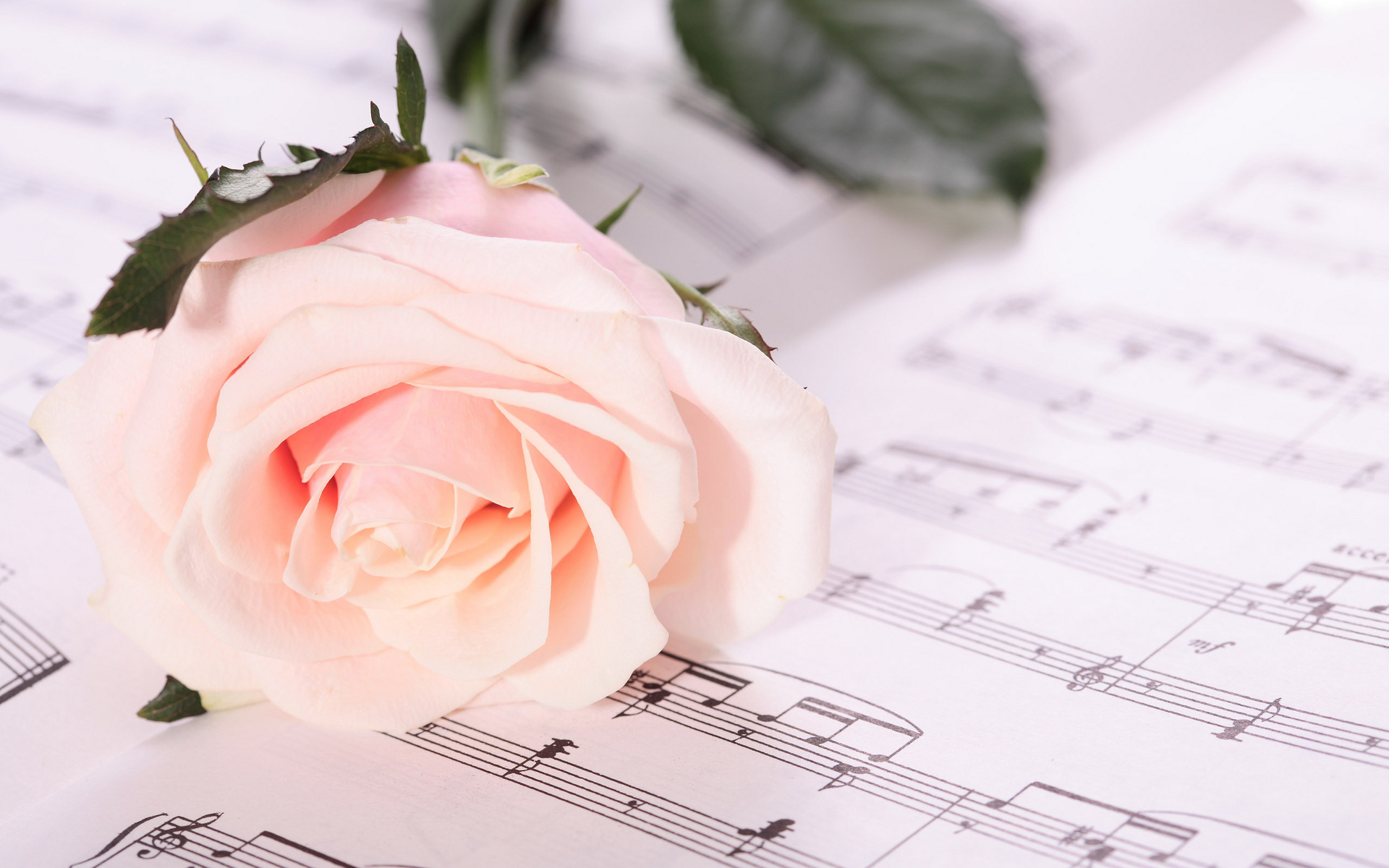 Rose, Music, Wallpaper - Notes De Musique Fond D Écran - HD Wallpaper 