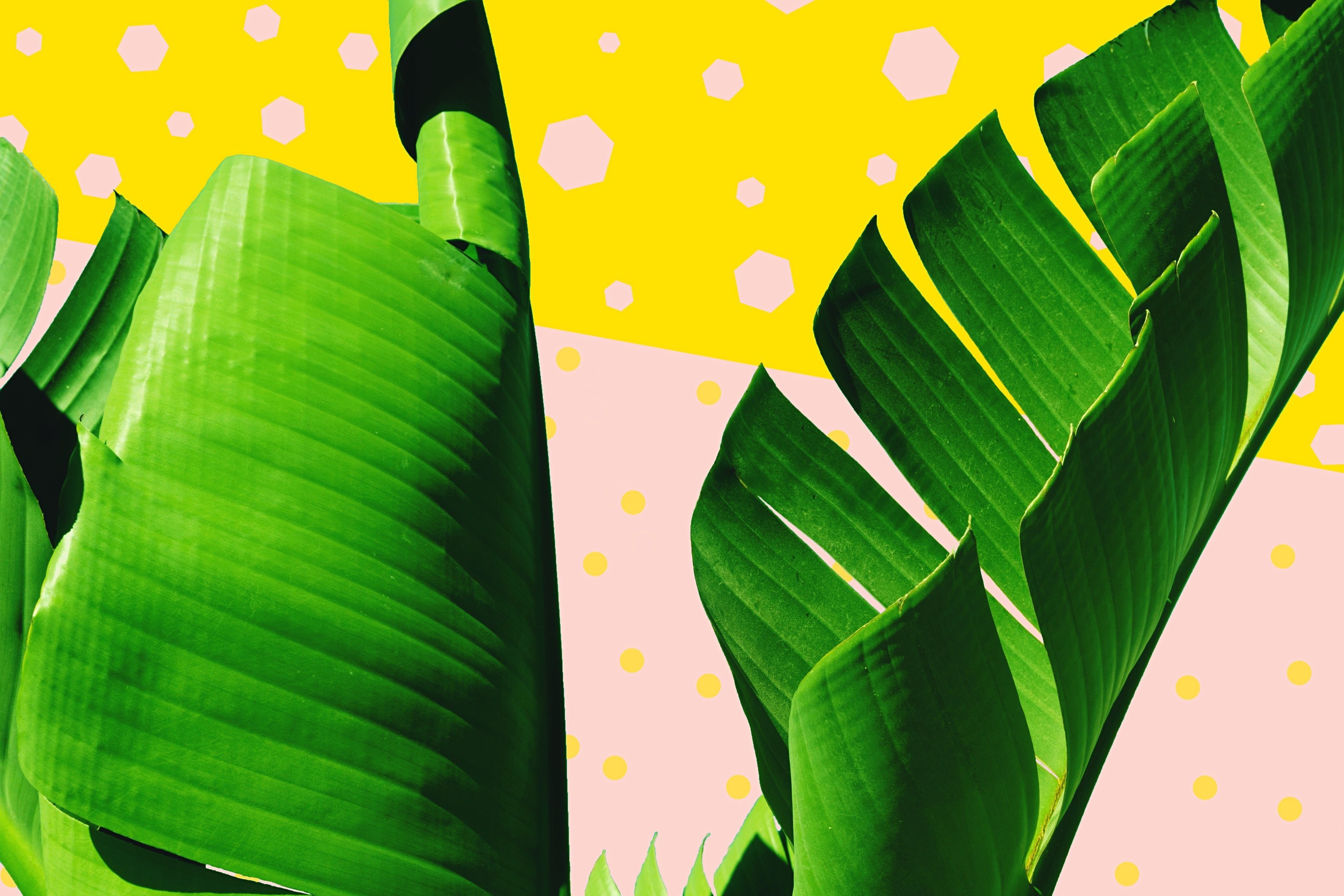 Ensete - HD Wallpaper 