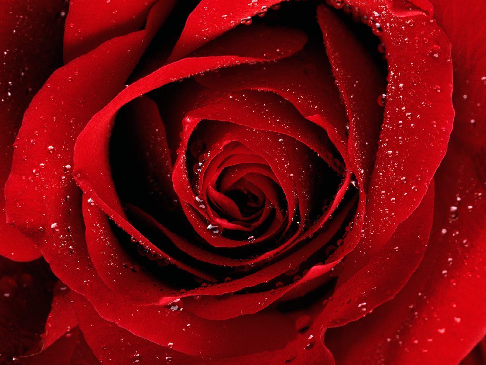 Cute Red Roses - HD Wallpaper 