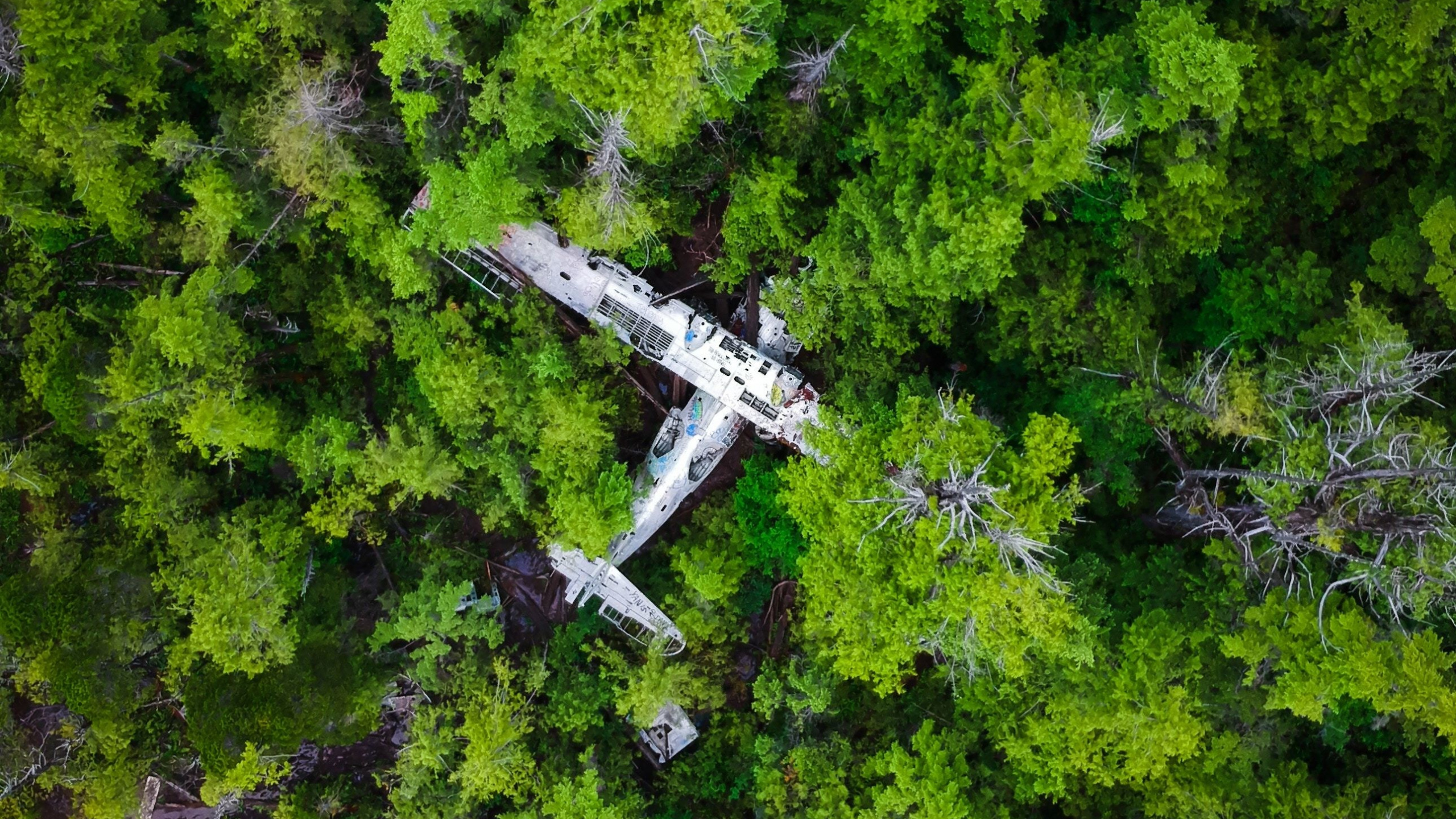 Forest, Green Trees, Wreck, Aircraft, Wallpaper - Crashed Plane In The Forest - HD Wallpaper 
