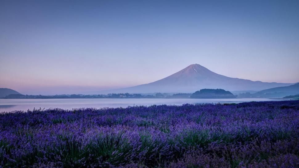 Japan S Mount Fuji, Lavender, Flowers, Lilac Flowers, - Mount Fuji - HD Wallpaper 