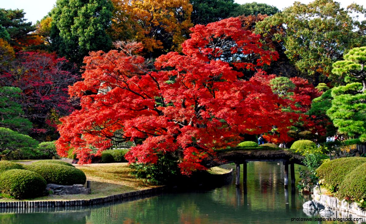 Asian Scenery Wallpaper Bing Images - Autumn Japan - HD Wallpaper 