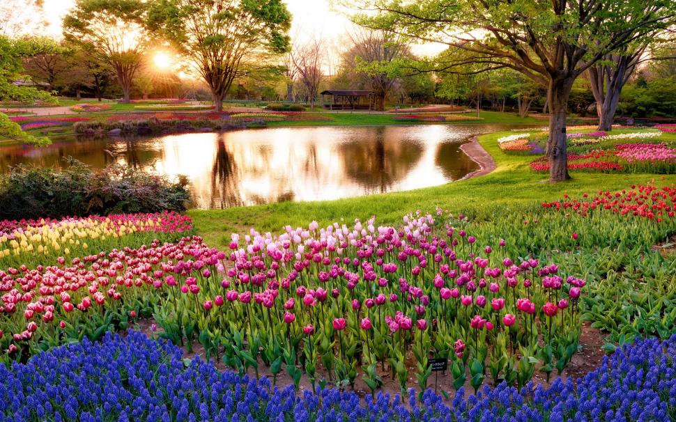 Japan, Tokyo, Morning Scenery In The Park, Sunrise, - Flower Park With River - HD Wallpaper 