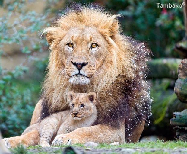 Lion And His Son - HD Wallpaper 