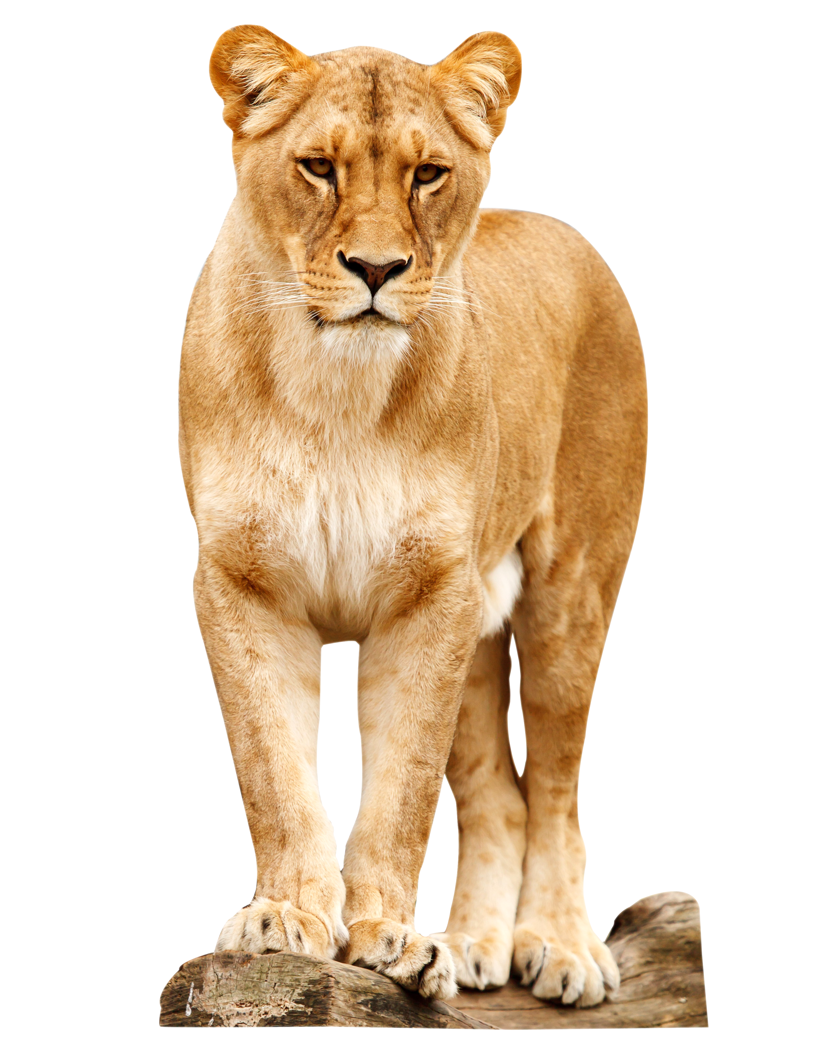 Lion Png - 2700x3449 Wallpaper Lion Png - 2700x3449 Wallpaper