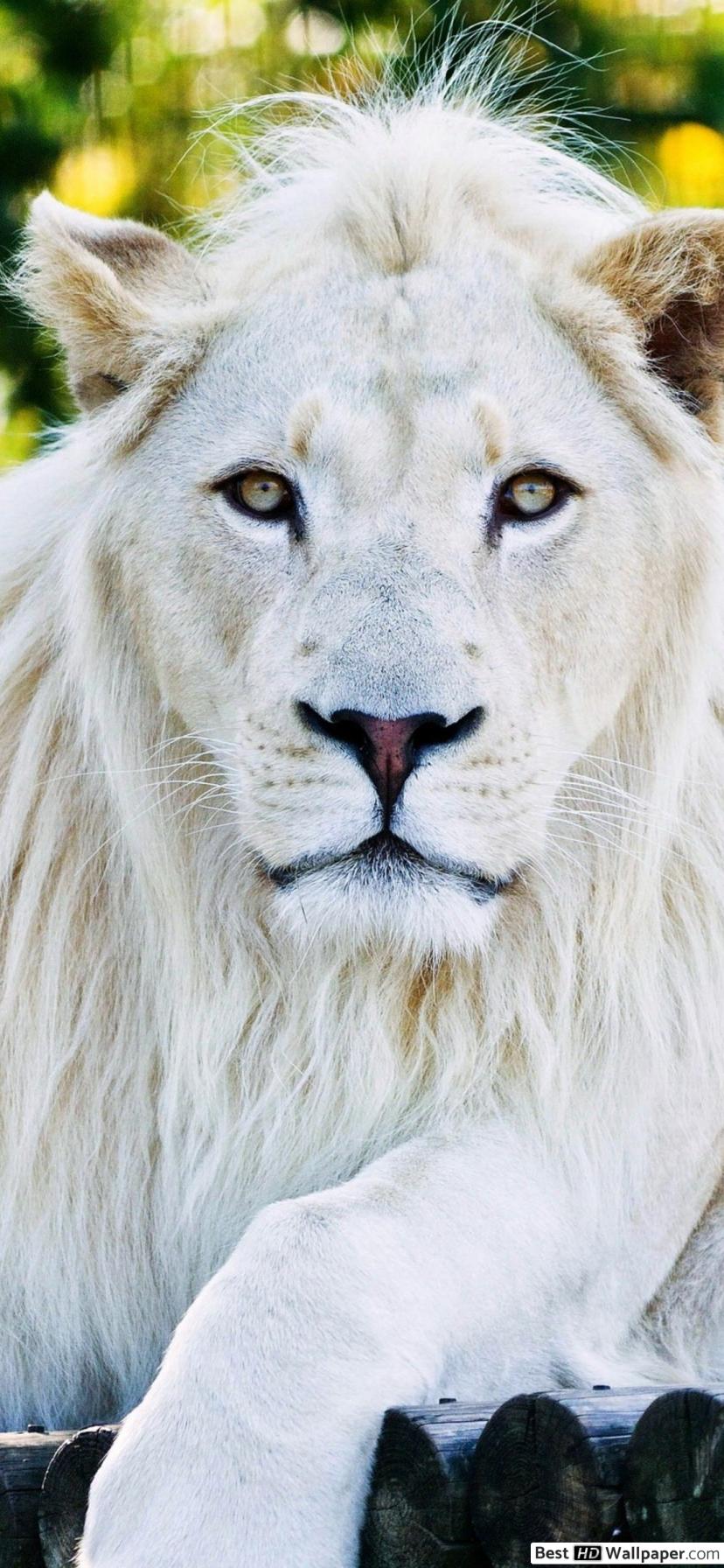 Full Hd White Lion - HD Wallpaper 