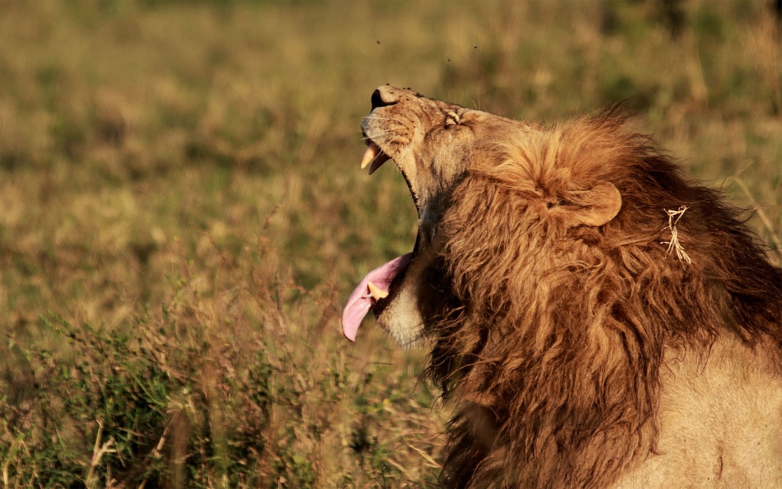 Lion Wallpapers - Masai Lion - HD Wallpaper 