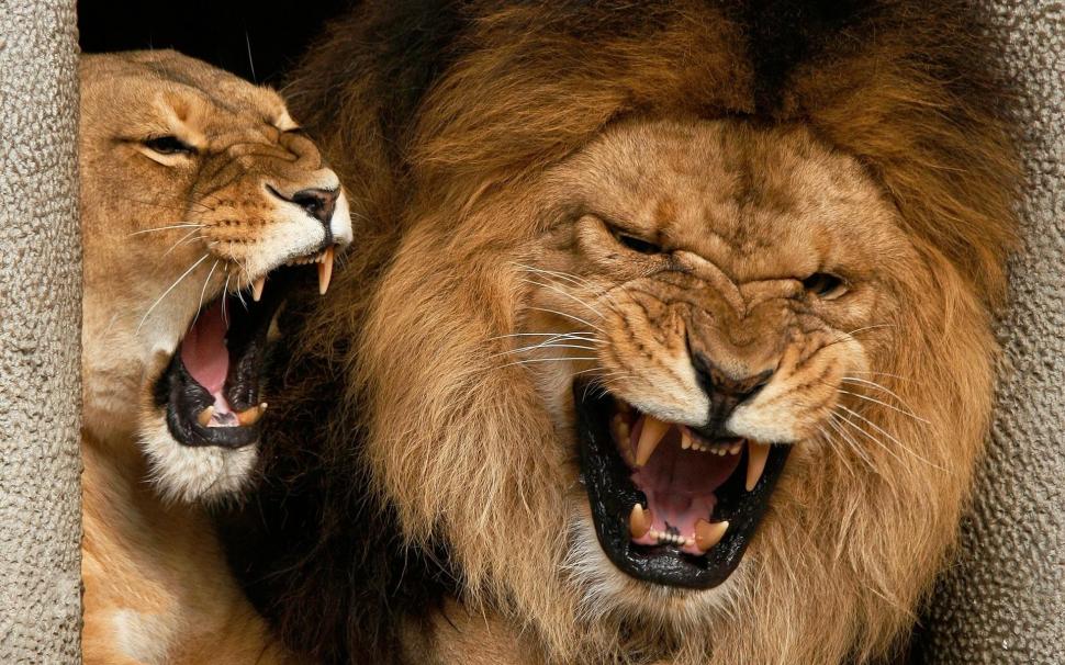 Roaring Lions Wallpaper,lion Hd Wallpaper,1920x1200 - Face Of Angry Lion - 970x606 Wallpaper Roaring Lions Wallpaper,lion Hd Wallpaper,1920x1200 - Face Of Angry Lion - 970x606 Wallpaper