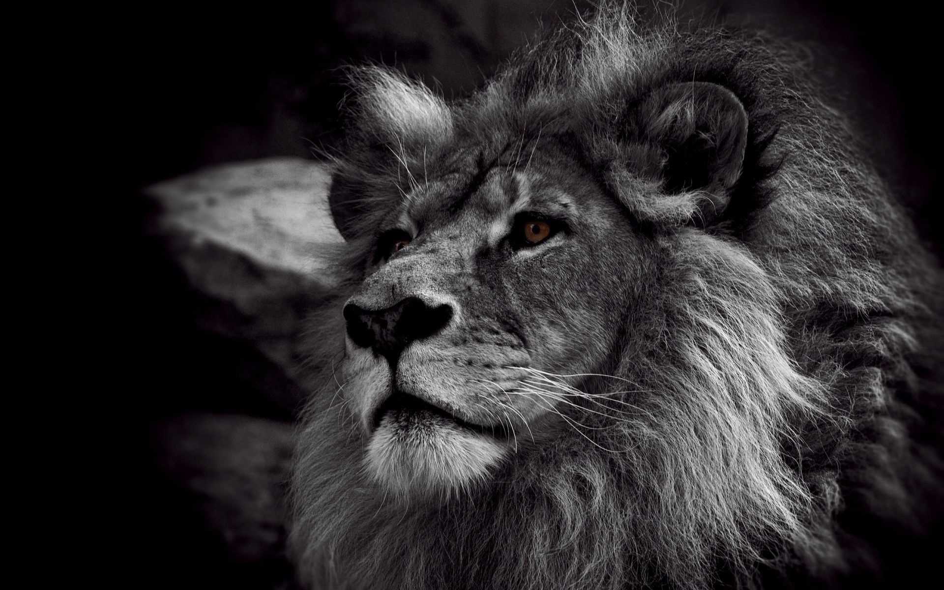 Lion Black And White Animal Best Wallpaper - Nice Lion - HD Wallpaper 