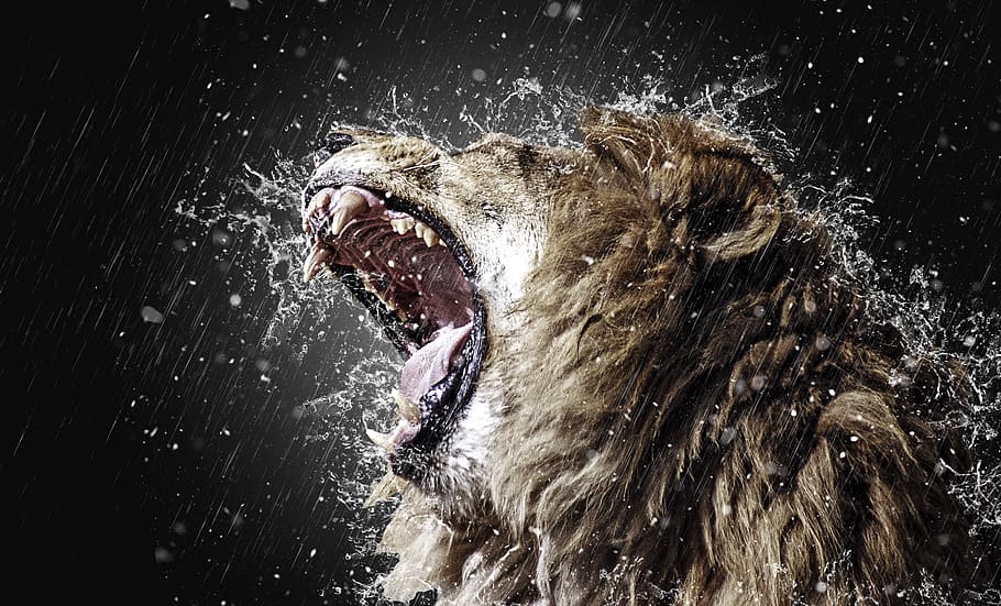 Lion, Roar, Tooth, Predator, Fangs, Big Cat, Wild Animal, - Roaring Lion In The Storm - HD Wallpaper 