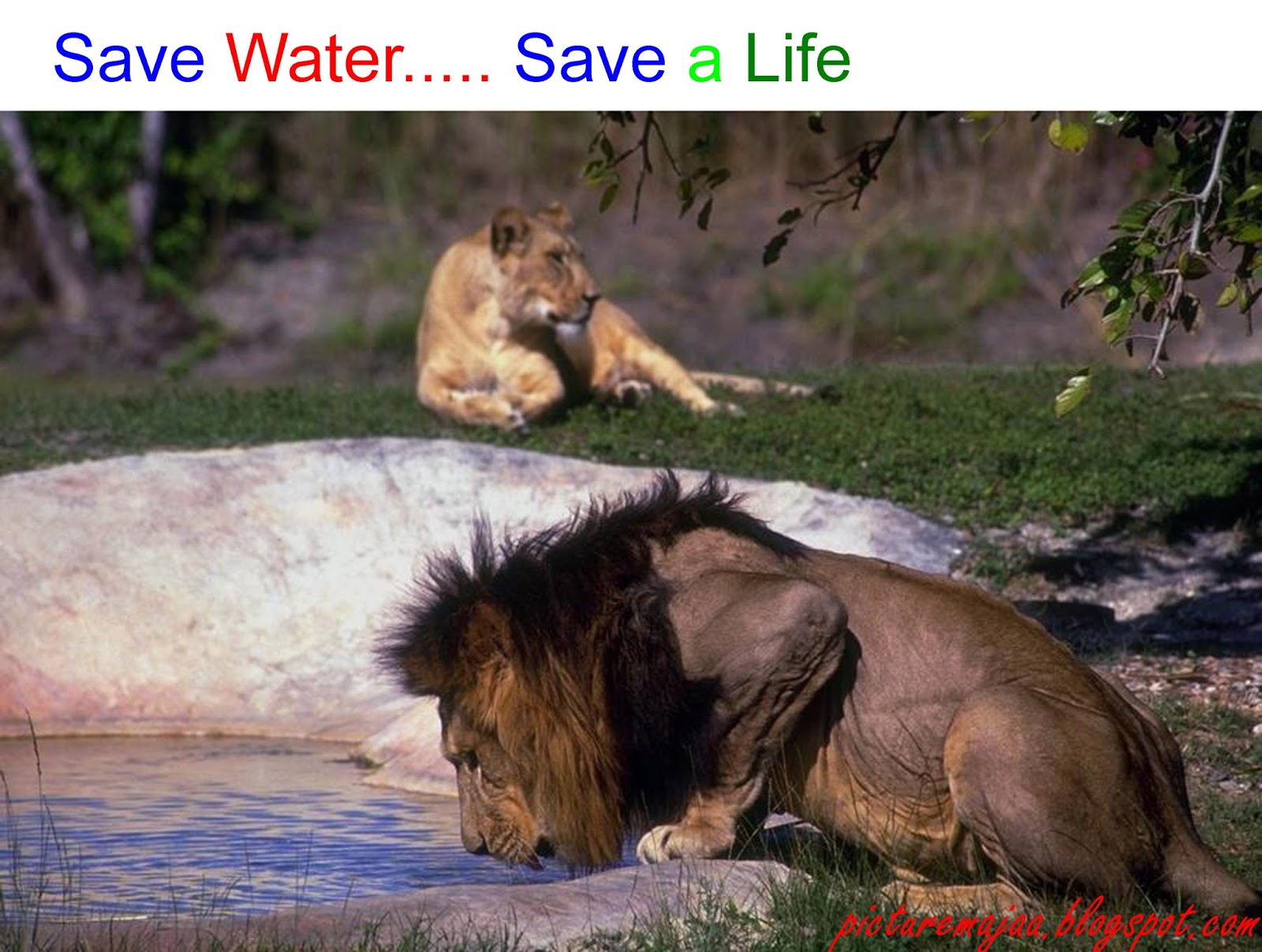 Lion - HD Wallpaper 