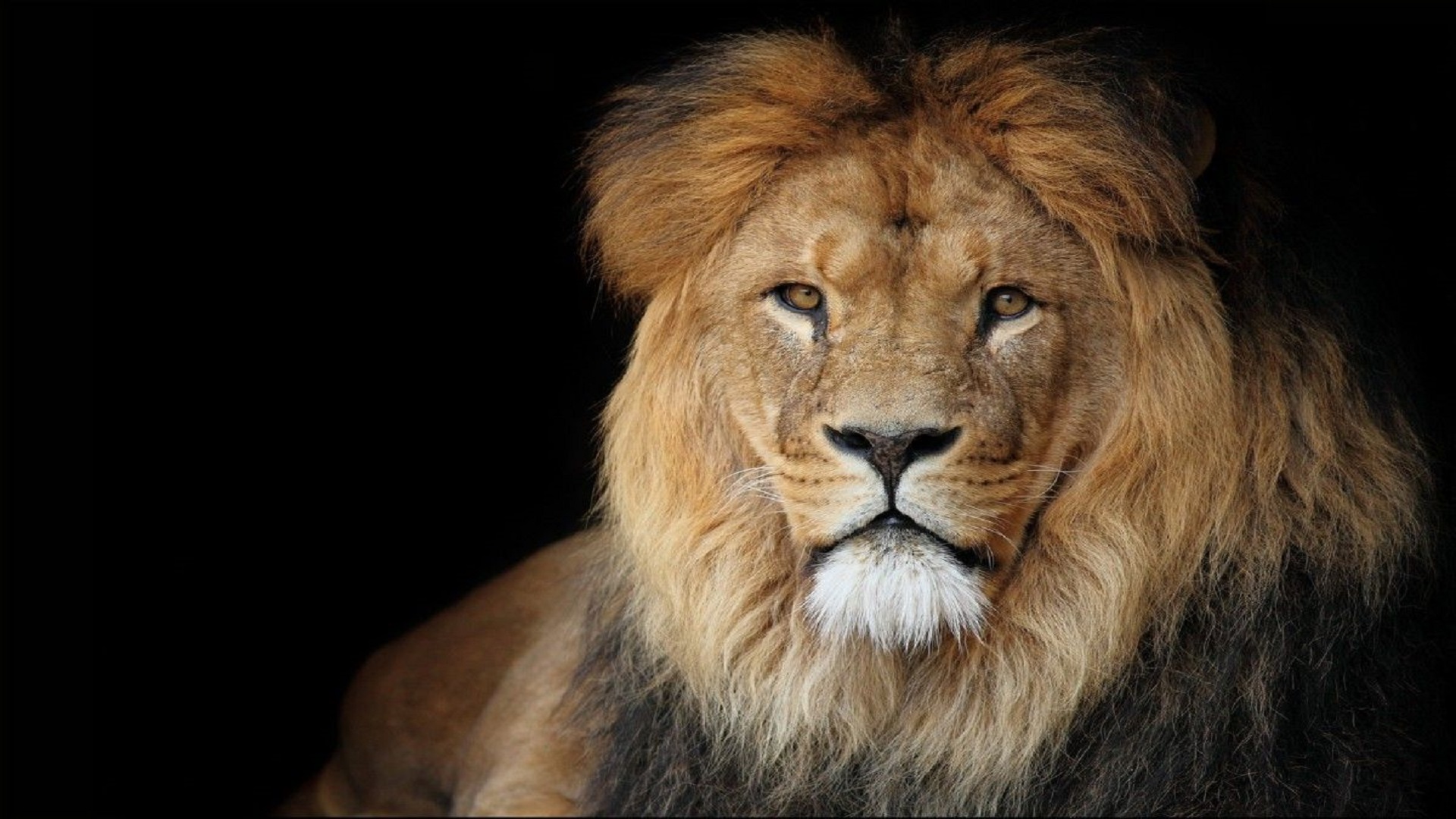 Transparent Lion Face Png - 1920x1080 Wallpaper Transparent Lion Face Png - 1920x1080 Wallpaper