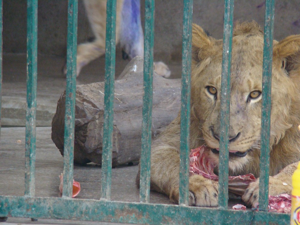 Masai Lion - HD Wallpaper 