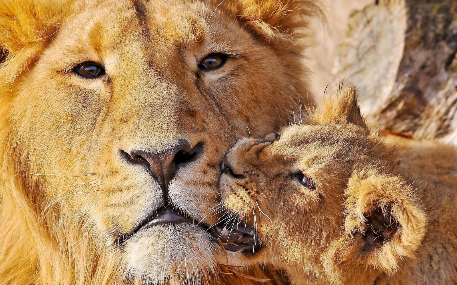 Lion Wallpapers - Lioness Pictures For Mobile Background - 1600x1000  Wallpaper 