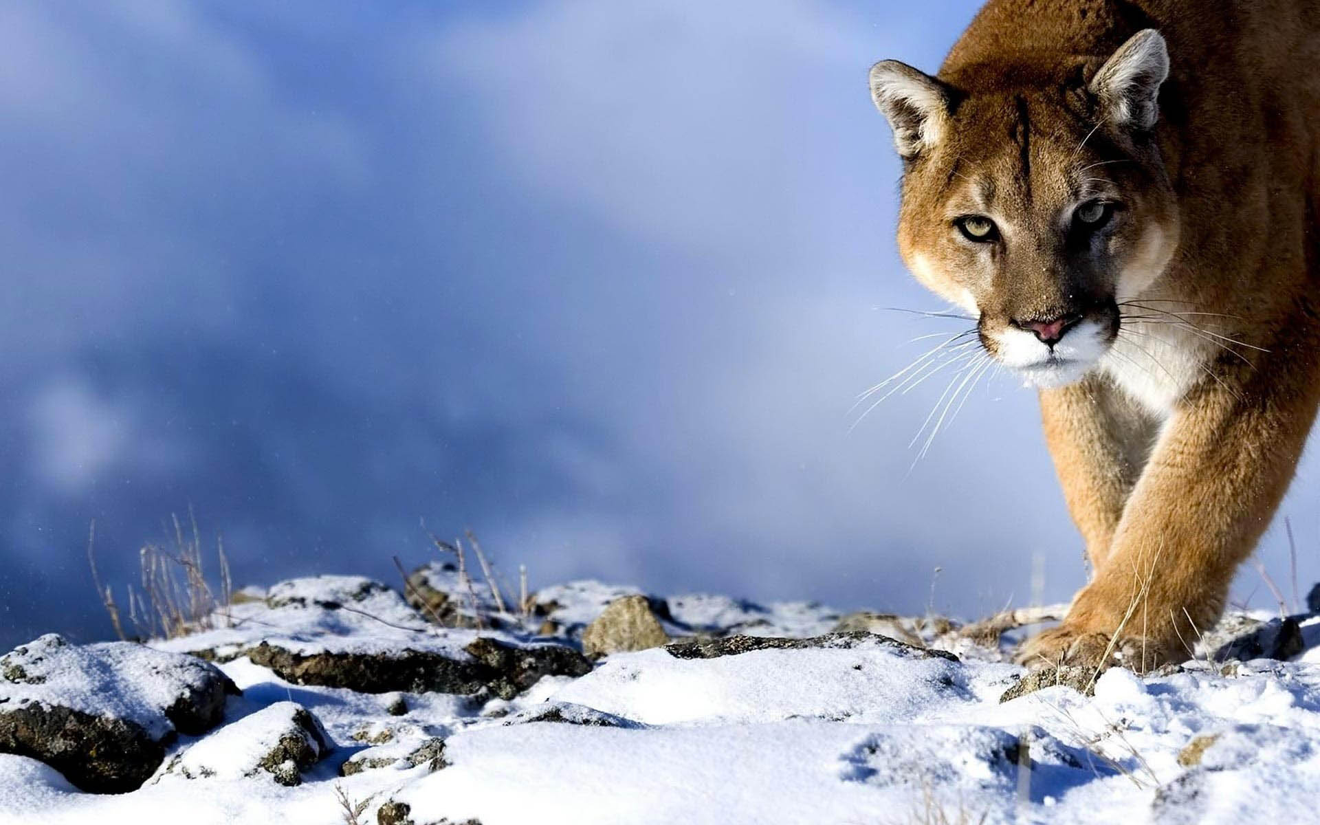 Puma Animal Wallpaper Hd - 1920x1200 Wallpaper Puma Animal Wallpaper Hd - 1920x1200 Wallpaper