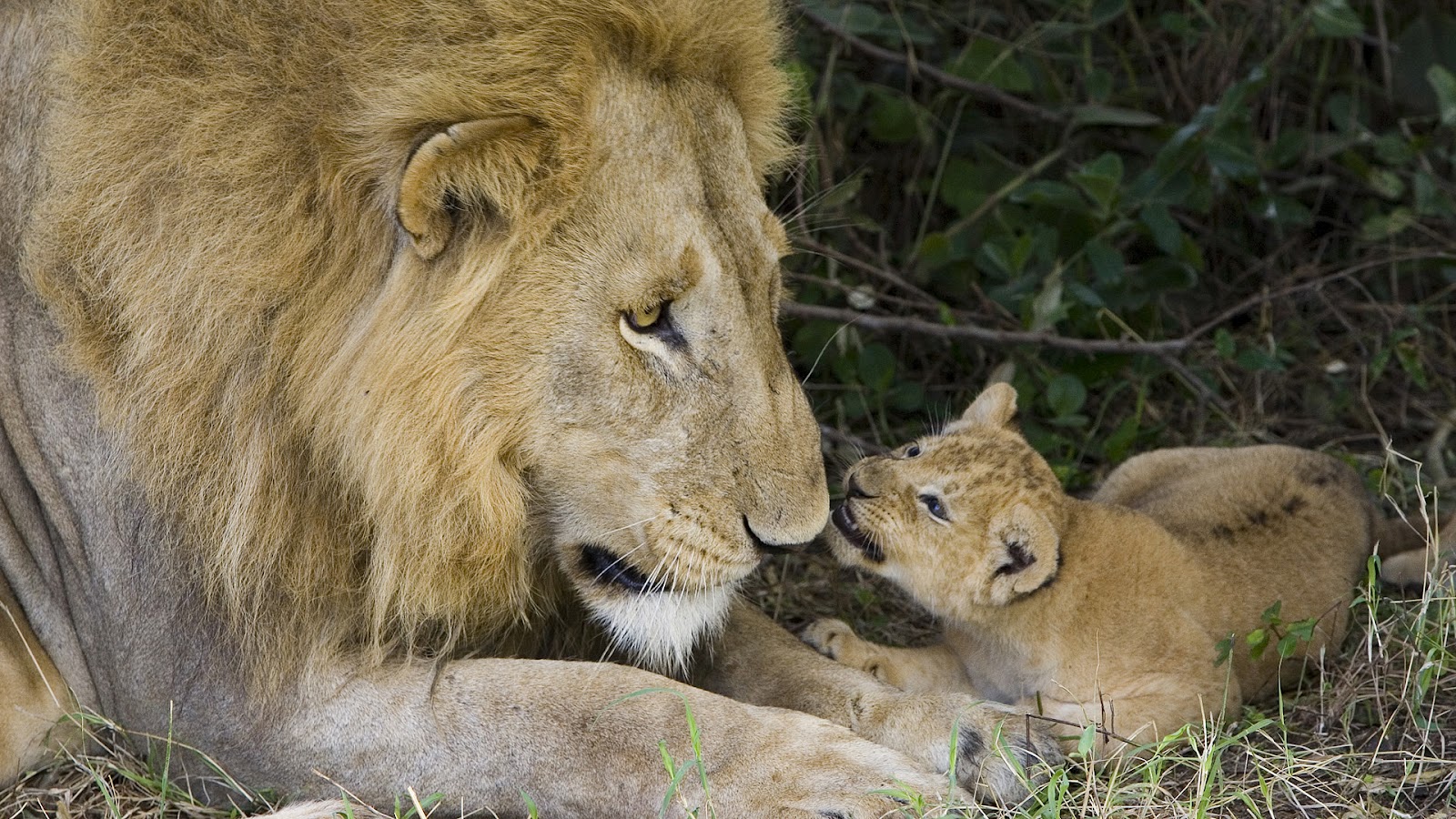 Photo Of A Mother Or Father Lion With His Young - Mother Father Wallpaper Hd - 1600x900 Wallpaper Photo Of A Mother Or Father Lion With His Young - Mother Father Wallpaper Hd - 1600x900 Wallpaper