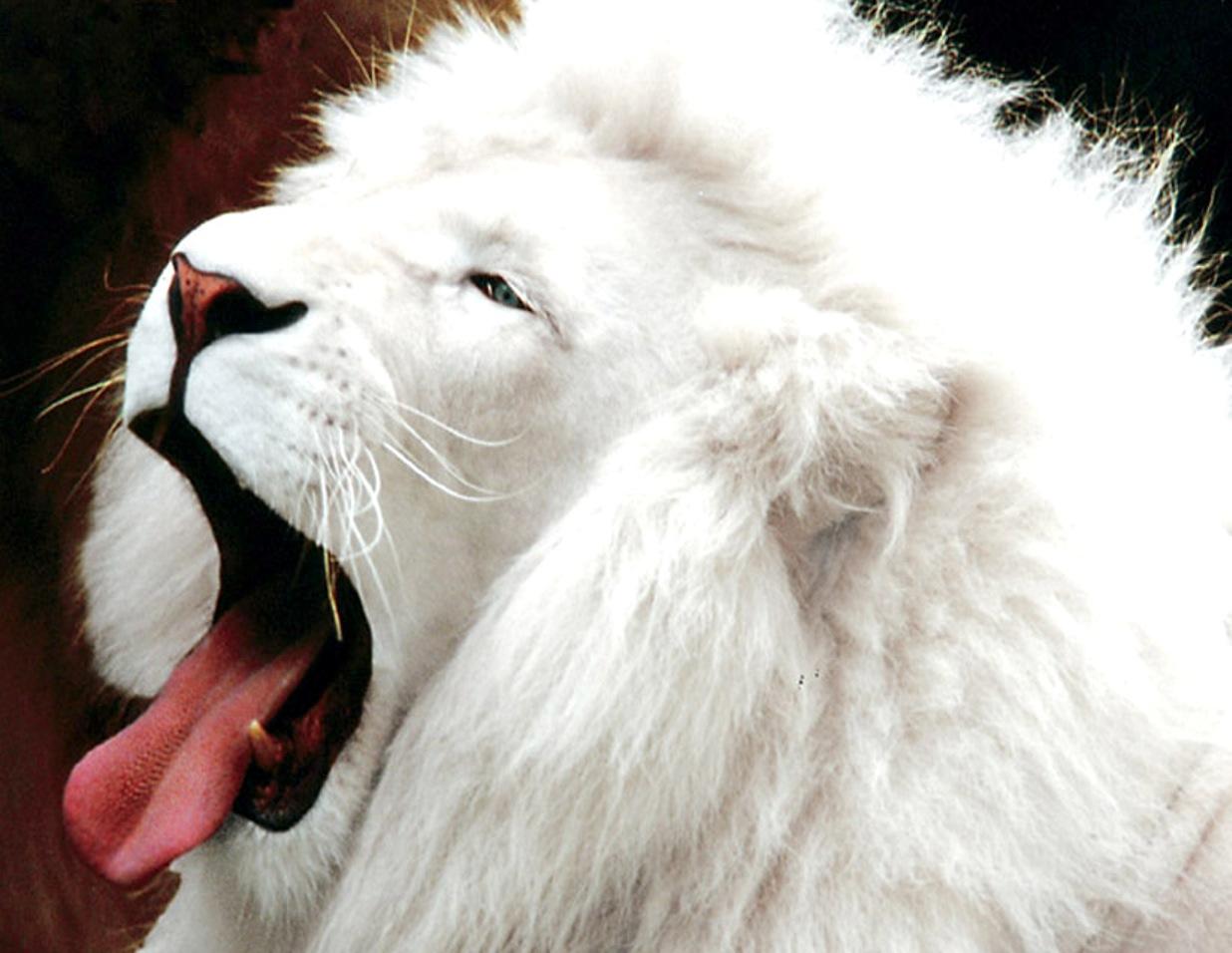 White Lion Roar Wallpaper
white Lion Wallpapers Amazing - Lion Wallpaper 3d Hd - HD Wallpaper 