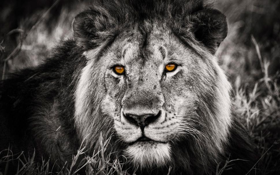 Black And White Lion Portrait Wallpaper,cool Hd Wallpaper,lions - Hd Black And White Lion - HD Wallpaper 