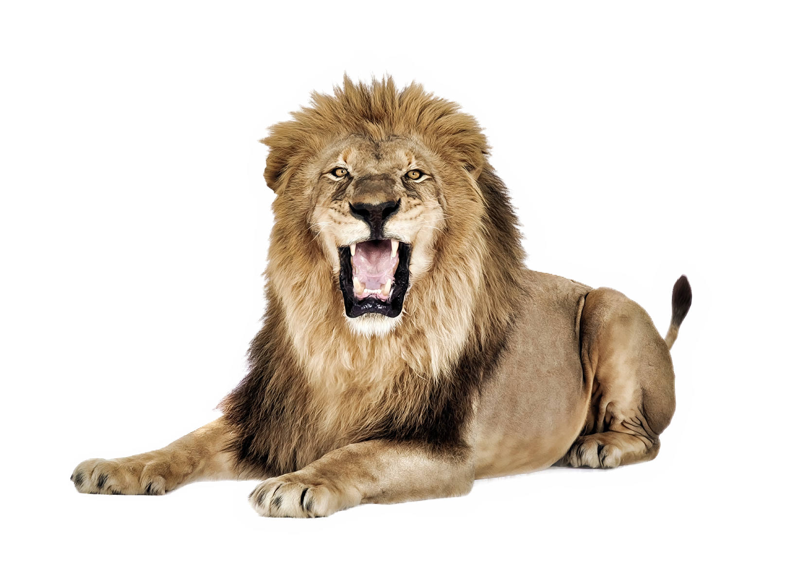 Lion Png - HD Wallpaper 