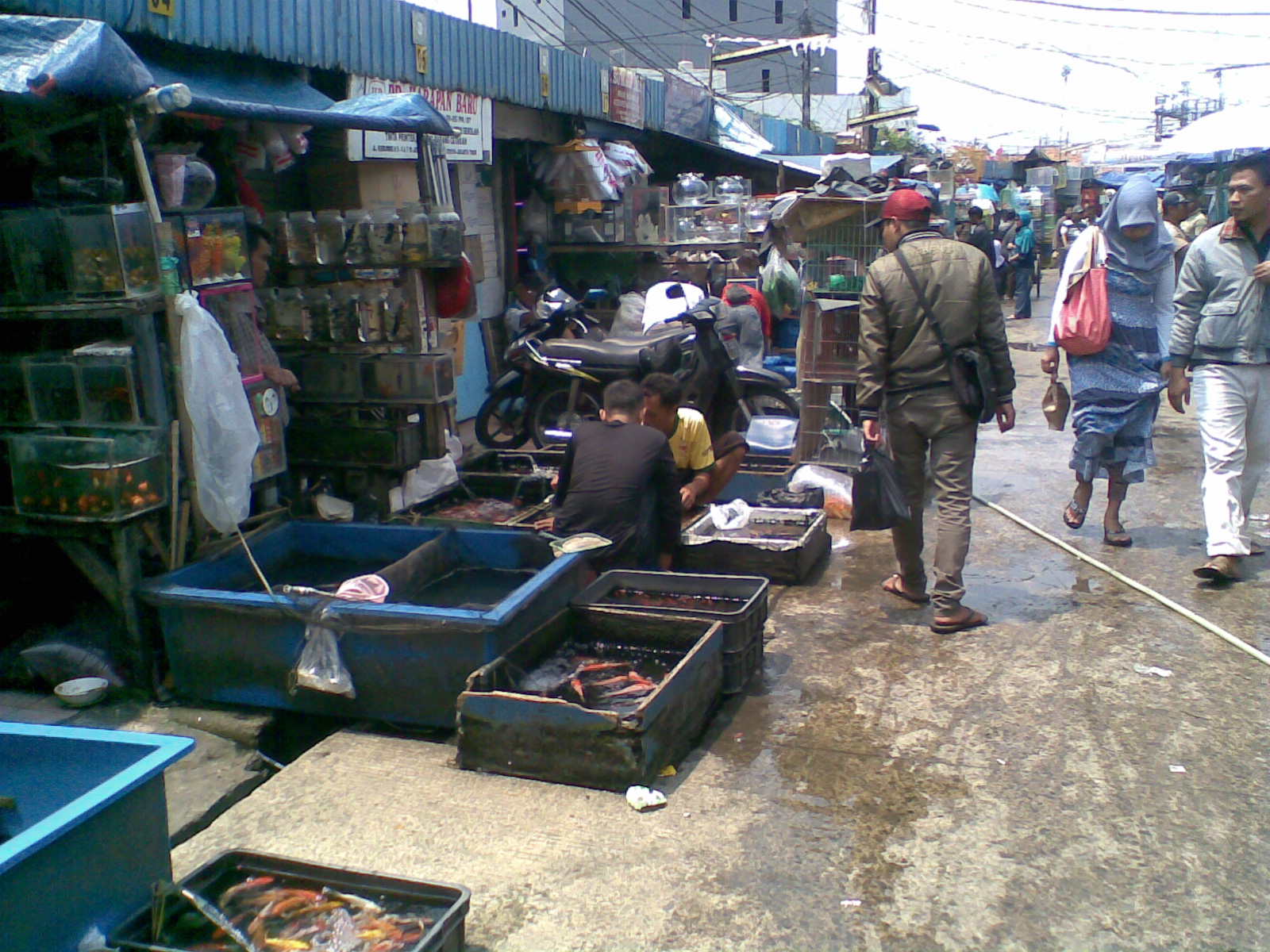 Pasar Ikan Hias Kelapa Gading - HD Wallpaper 