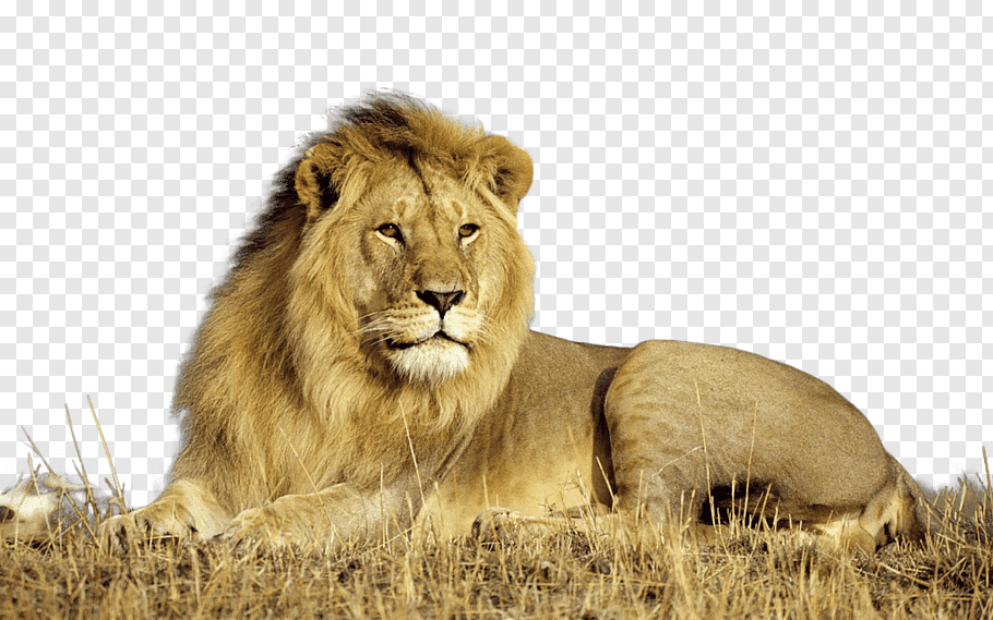 Lion Desktop High-definition Television 1080p, Lion - Lion Images Hd 1080p Png - HD Wallpaper 