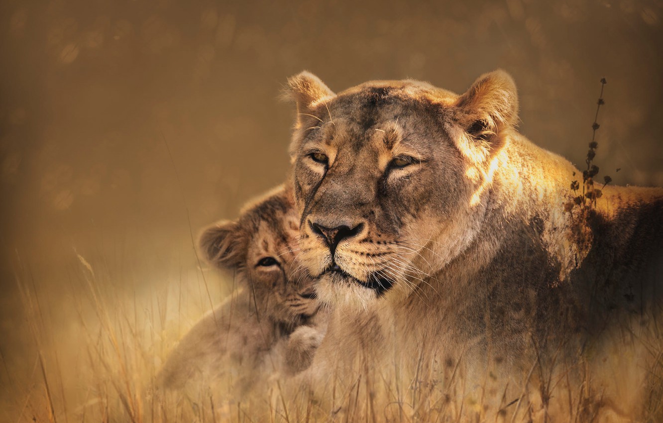 Photo Wallpaper Grass, Look, Face, Nature, Portrait, - Lion - HD Wallpaper 