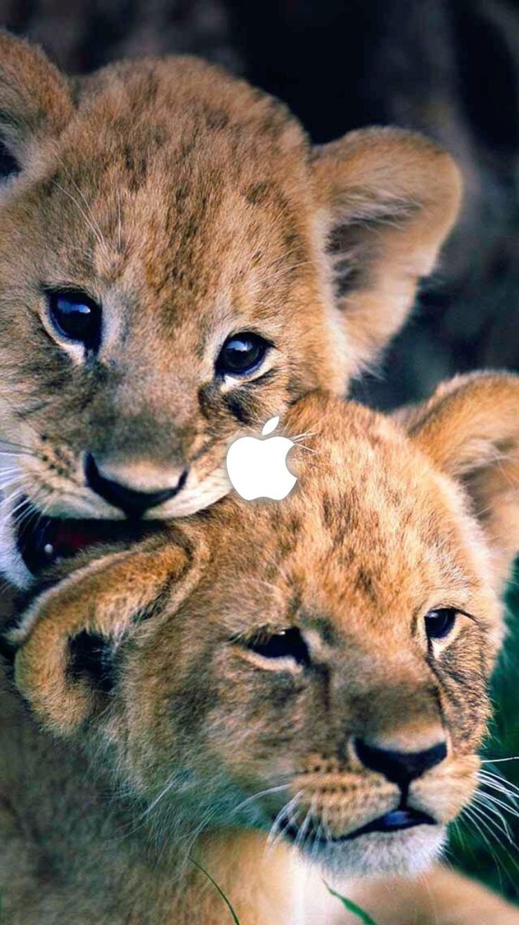 Baby Lion Wallpaper Iphone - HD Wallpaper 