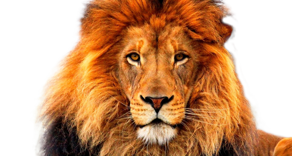 Lion Png - Lion Face Hd Png - HD Wallpaper 