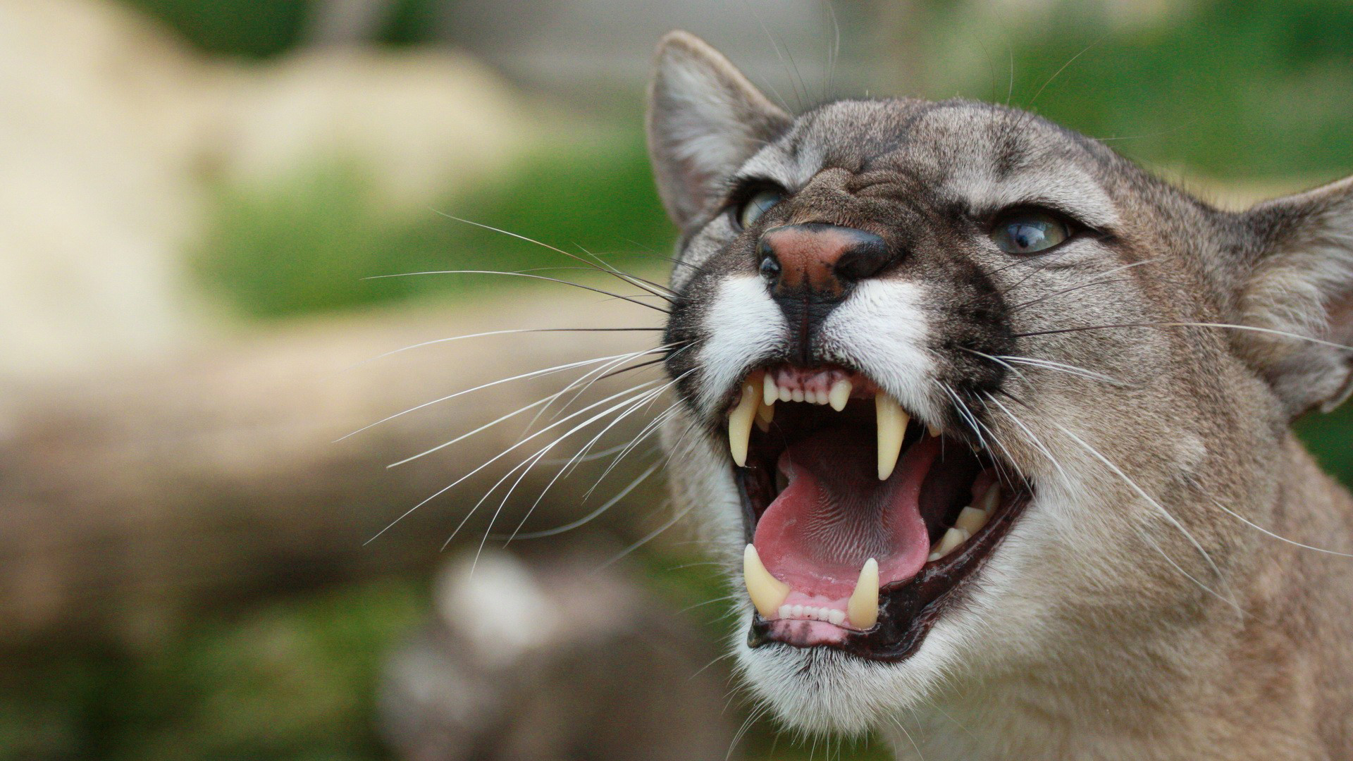 Download Mountain Lion Roaring High Quality Wallpaper - HD Wallpaper 