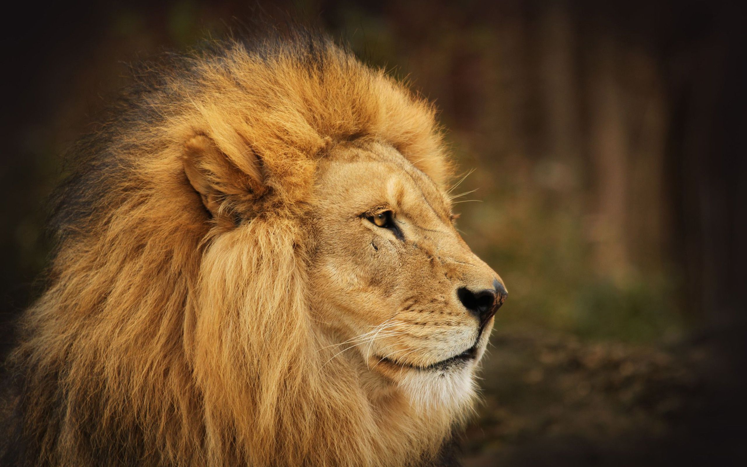 Animals Archives Page 5 Of 19 - Lion Head Side Profile - HD Wallpaper 