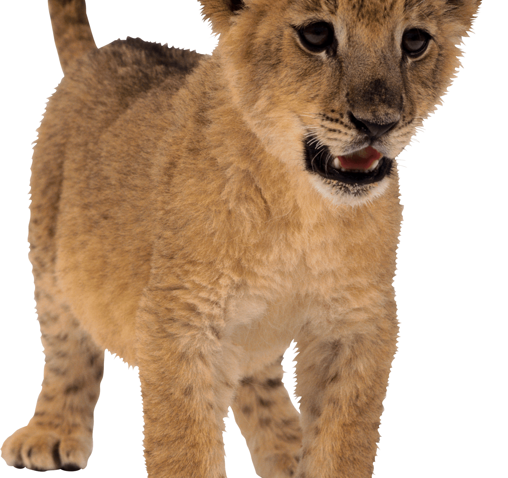 Baby Lion Png - Baby Lion Transparent Background - HD Wallpaper 