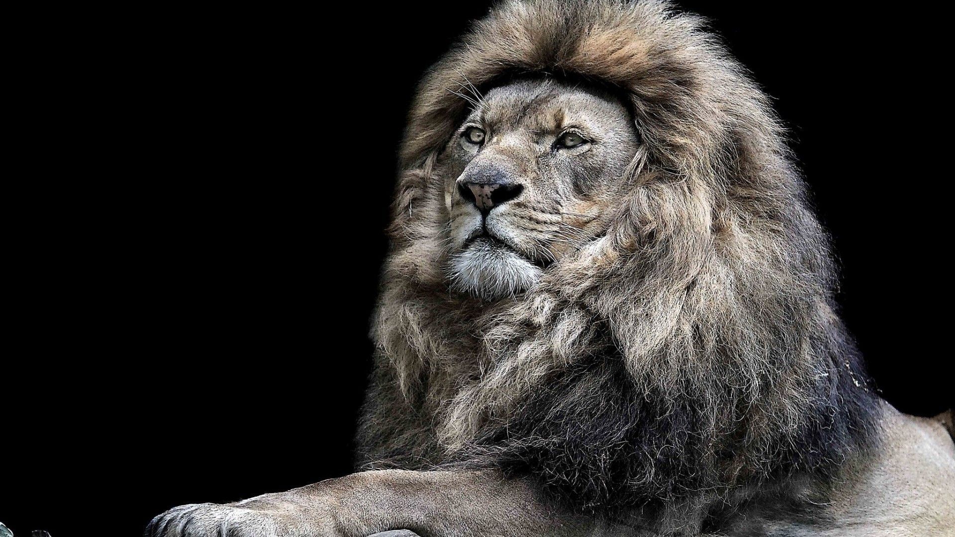Epic Lion Hd Wallpapers (1080p, 4k) (37848) - Angry Lion Images Hd -  1080x608 Wallpaper 