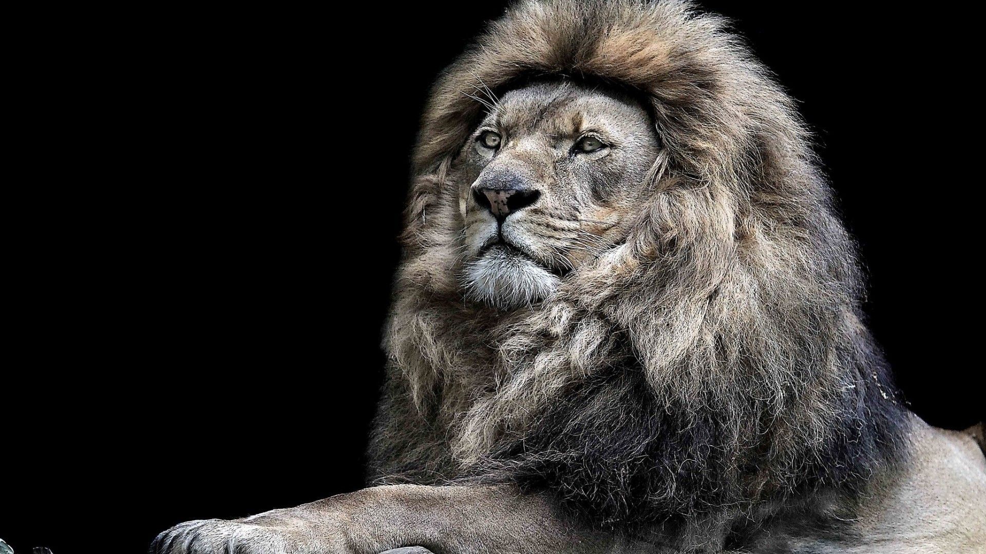 Epic Lion Hd Wallpapers (1080p, 4k) (37848) - Angry Lion Images Hd - HD Wallpaper 