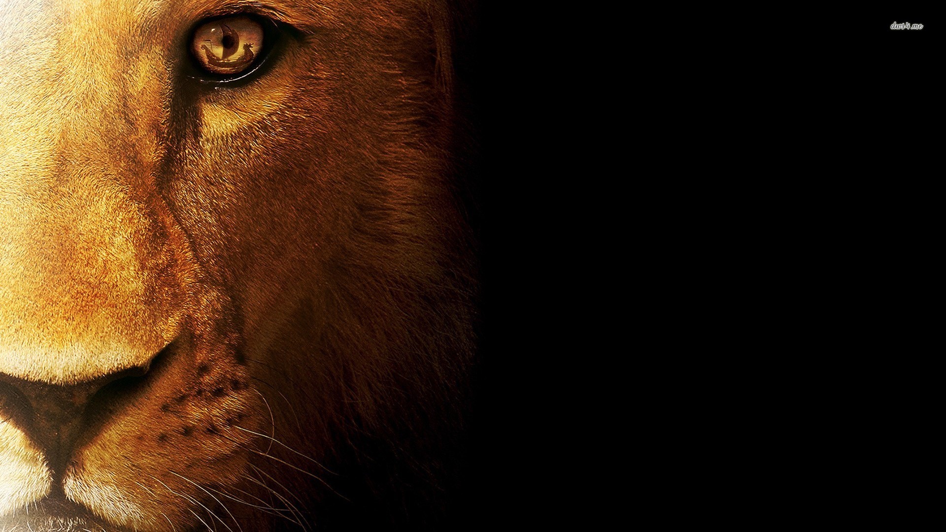 Lion Wallpapers Images 
 Data-src - Hd Desktop Wallpaper Lion - HD Wallpaper 