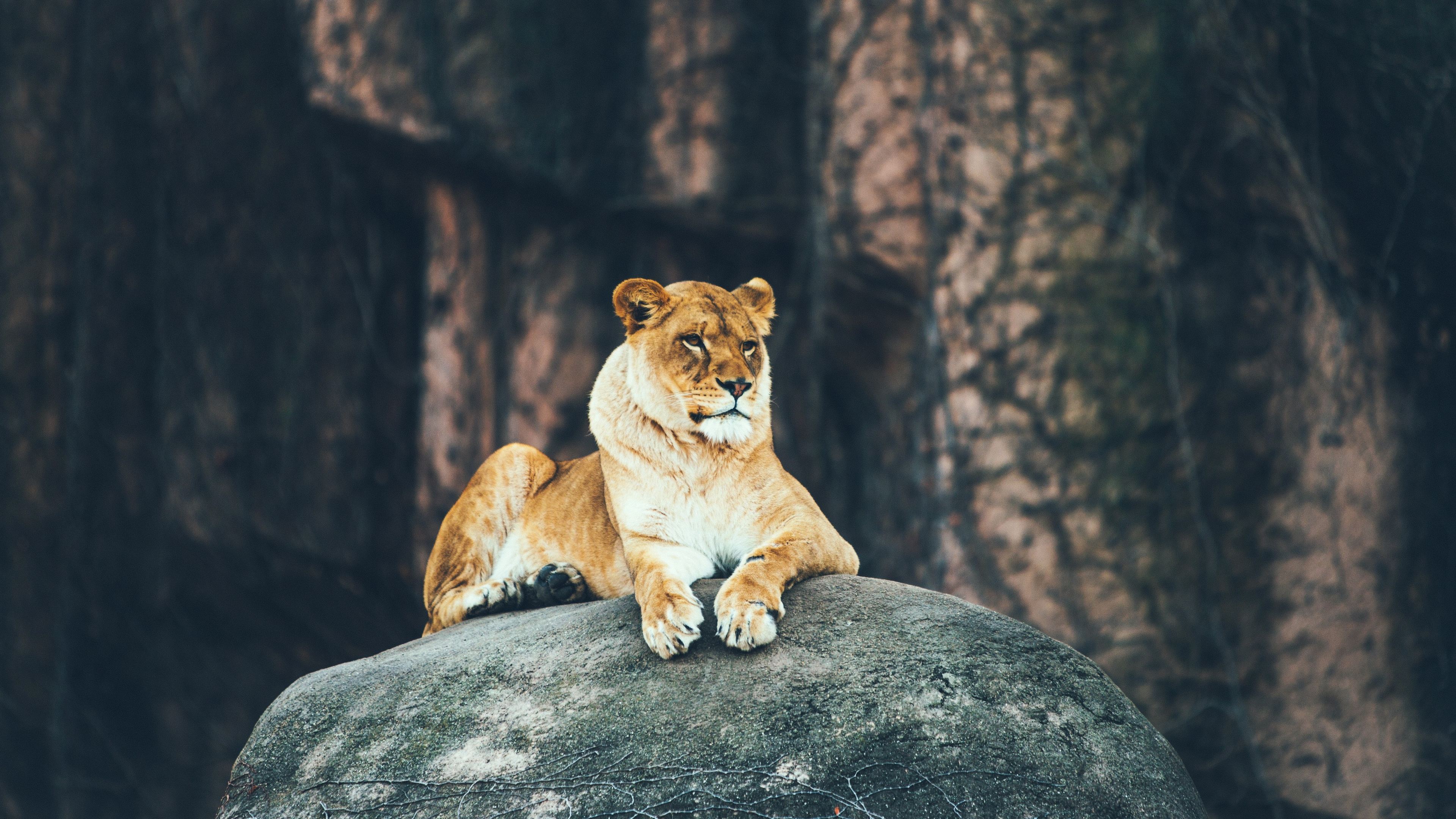 Lion Sitting On Rock 4k - Lion Sitting On Rock - HD Wallpaper 