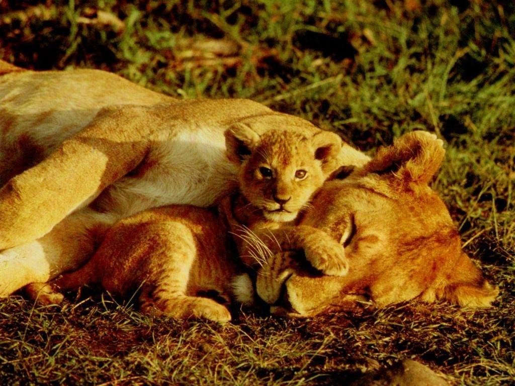Mama Lions - HD Wallpaper 