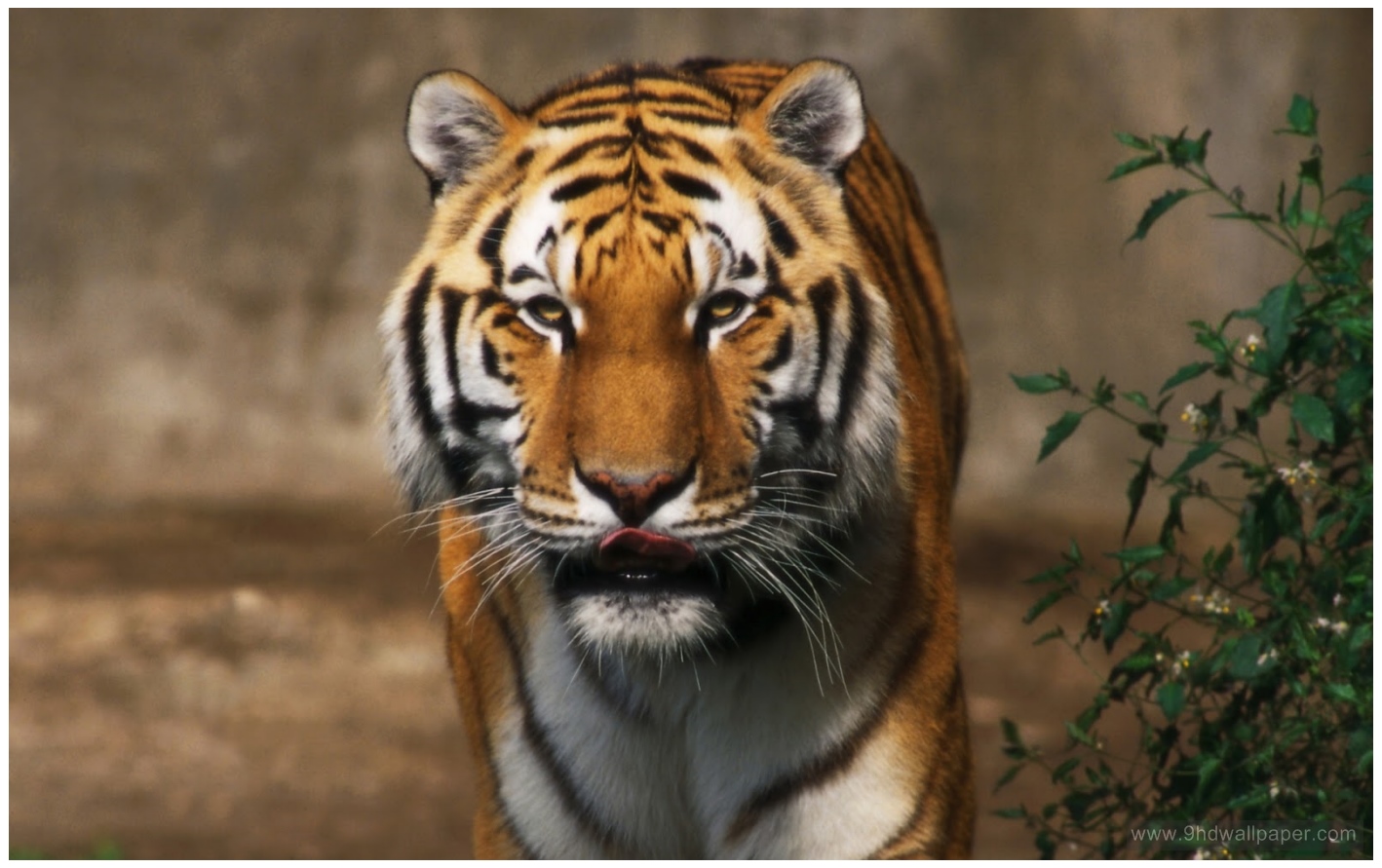 Amazing Hd Lion Wallpaper With Son - Lion And Tiger Pics Download - HD Wallpaper 