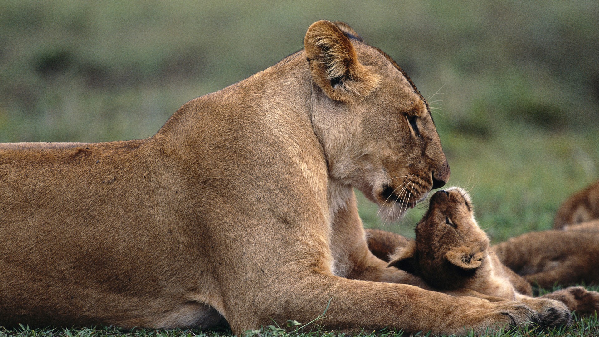 Lioness And Her Cub - HD Wallpaper 