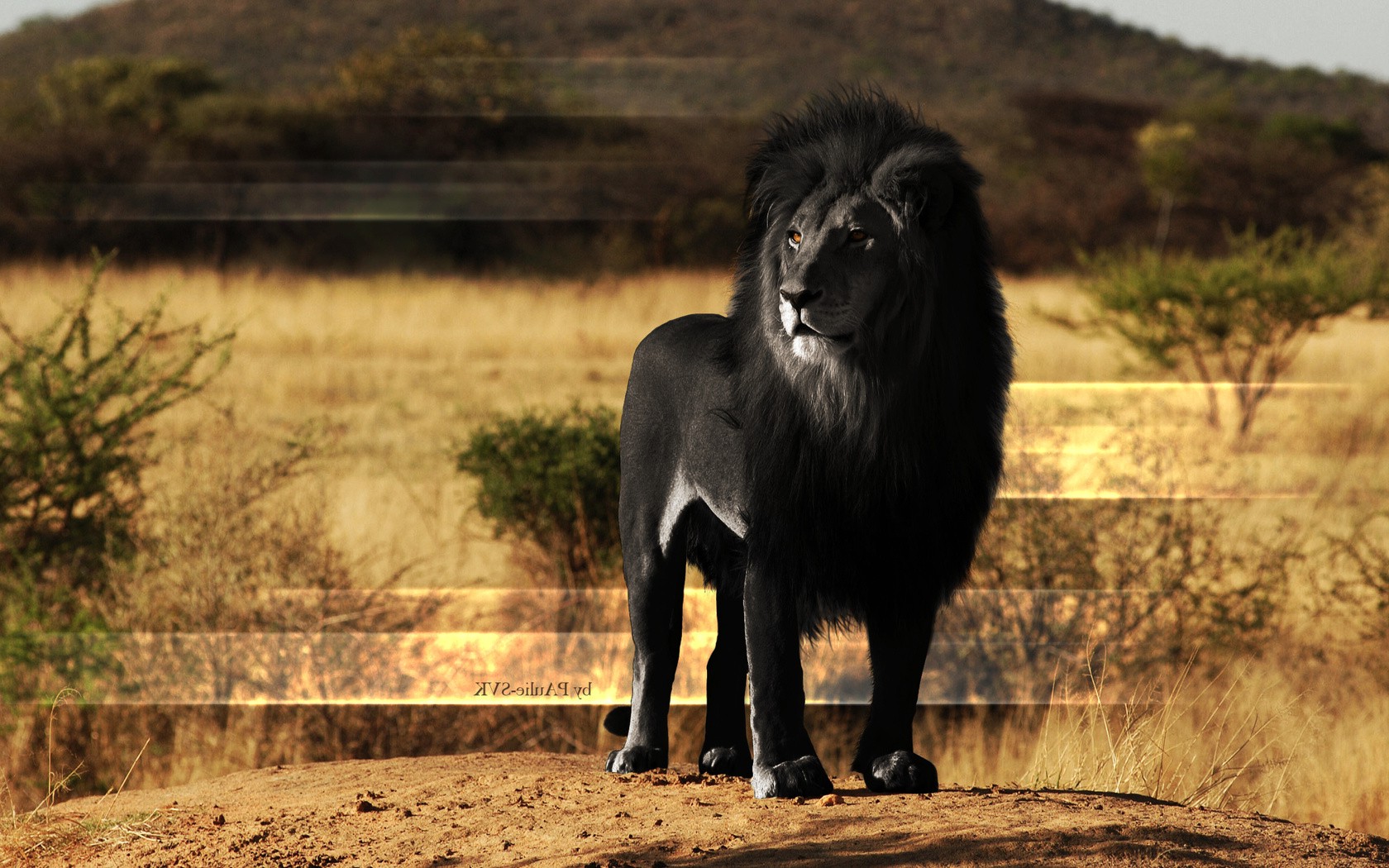 Black Lion Mane - HD Wallpaper 