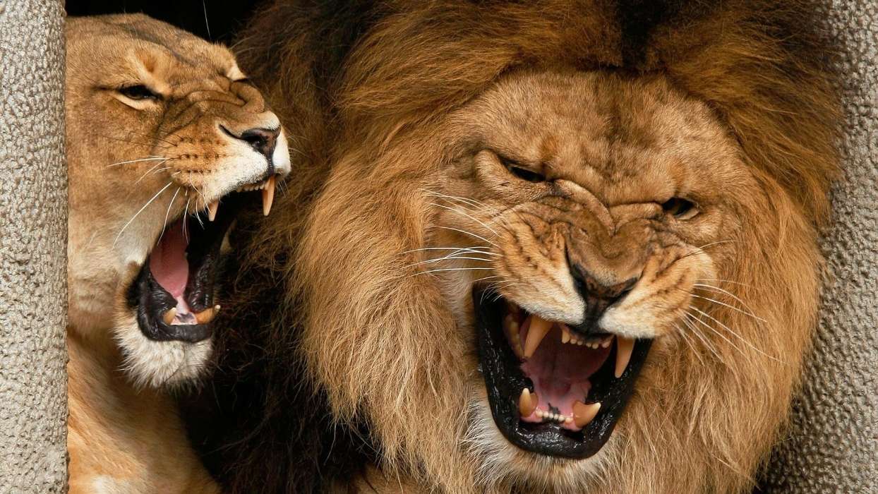 Download Mobile Wallpaper Animals, Lions For Free - Lion And Lioness Roaring - HD Wallpaper 